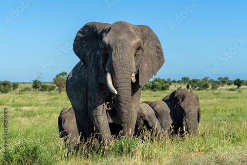 Photography Elephant herd in the green season in the Kruger National Park in South Africa