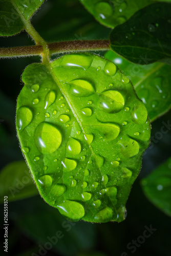 Obraz na plátně Close-up of a dewy green leaf on a rainy day.