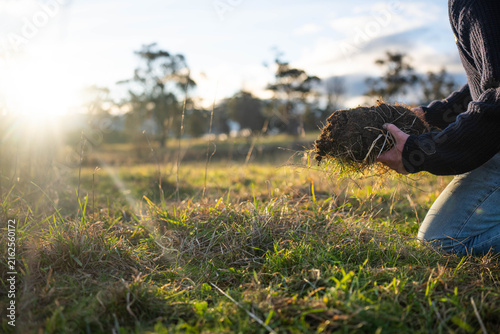 Farmer in a field checking the helath of plants in a green pasture inspecting soil and plant roots next to a shovel and cattle