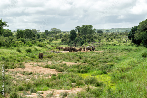 Elephant herd in the green season in the Kruger National Park in South Africa