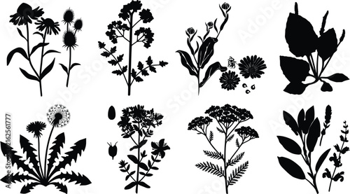 Wild Botanical Flower Silhouette Collection with Medicinal Herbs and Garden Plants Vector Set