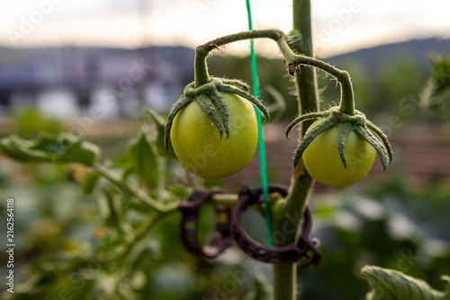 Obraz na plátne Two green tomatoes growing on supported plant in vegetable garden