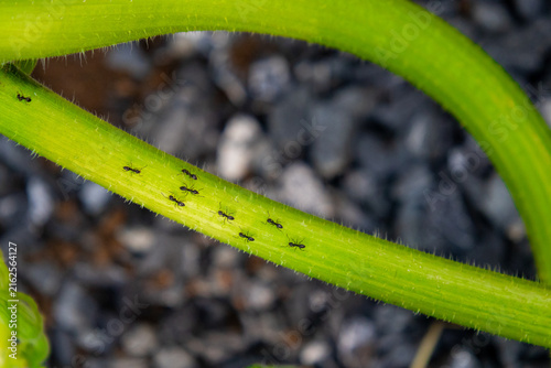 Foto Small black ants crawling on a fresh green plant stem, close-up of insects in a natural garden environment