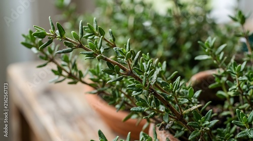 Fresh herb plant with green leaves growing in a pot