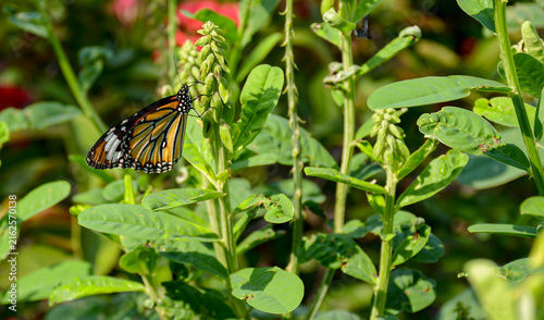 Striped tiger butterfly also known as Common Tiger Butterfly in the garden