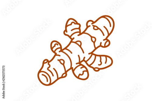 Ginger Root Vector Illustration