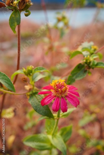Fotografie A pink flower with a yellow center.