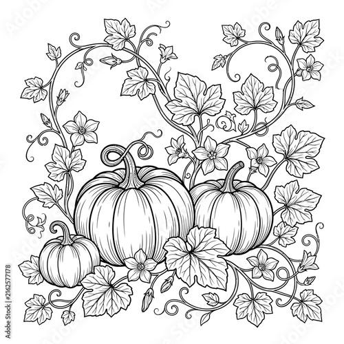 Detailed black and white line art illustration of pumpkins with vines and leaves for coloring page