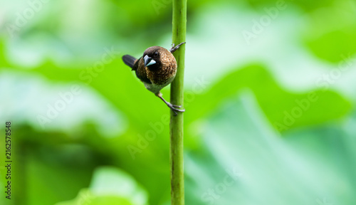 Obraz na plátne A white-bellied munia clinging to a green stem, a close-up of a summer day with