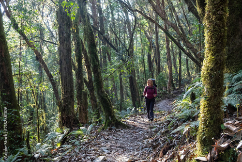 Konstfotografi Eine Alleinreisende Frau wandert doch alle Wälder der Annapurna Region