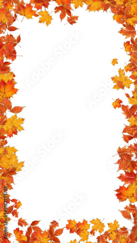 colorful autumn leaves border frame isolated on transparent background,png leaf thanksgiving and Halloween celebration video stream overlay vertical social media design element
