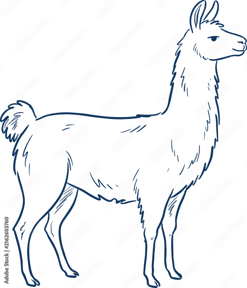 Naklejka premium Llama Standing Side View Line Art Hand Drawn Vector Illustration