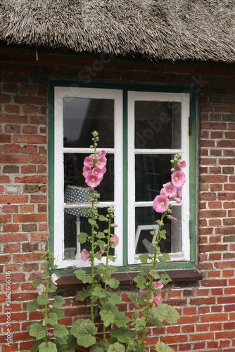 stockrosen am sprossenfenster