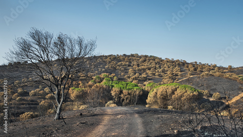 Fire-damaged hillside with surviving green pines and a charred tree after July 2026 summer wildfire in Villa del Prado, Madrid, Spain.