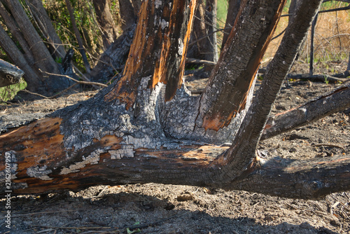 Close-up of charred bark and exposed wood on a fire-damaged tree after summer wildfires in Pelayos de la Presa, Madrid, Spain.