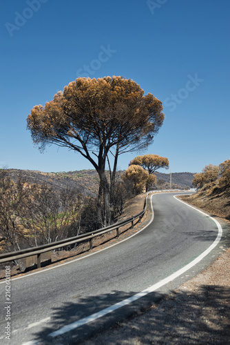 Wildfire aftermath beside a winding rural road in Sierra Oeste de Madrid, Spain, with burned trees and scorched vegetation, August 2026.