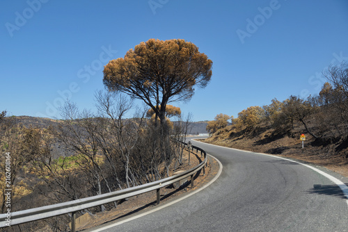Wildfire aftermath beside a winding rural road in Sierra Oeste de Madrid, Spain, with burned trees and scorched vegetation, August 2026.