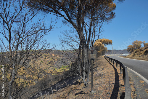 Wildfire aftermath beside a winding rural road in Sierra Oeste de Madrid, Spain, with burned trees and scorched vegetation, August 2026.