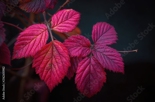 Red autumn leaves branch black background


