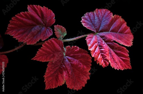 Red autumn leaves branch black background


