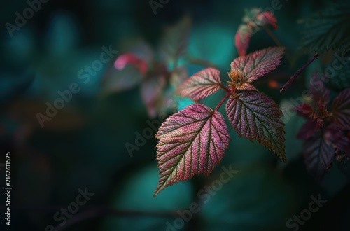 Moody dark green leaves botanical background

