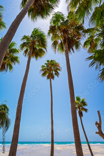 Palm trees on sandy beach at Playa de Sotavento de Jandia, Fuerteventura.