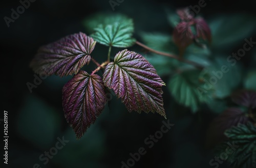 Moody dark green leaves botanical background

