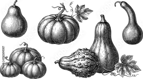 Vintage Engraving Style Pumpkin and Gourd Illustration Set with Squash and Autumn Harvest Vegetables for Fall Designs