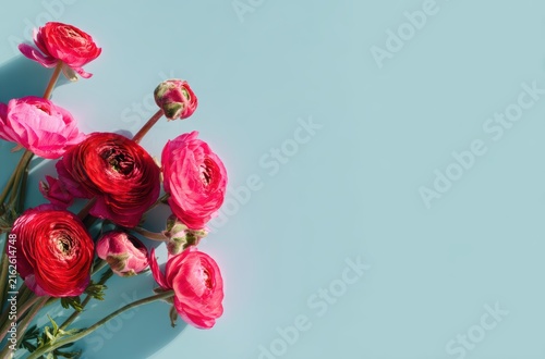 Pink red ranunculus flowers blue background


