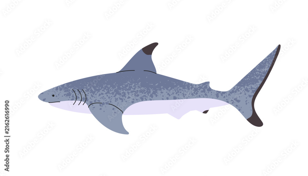 Fototapeta premium Great White shark is swimming in water. Underwater predator of Atlantic, Pacific, and North Oceans. Big undersea animal with fins. Sea life. Flat isolated vector illustration on white background
