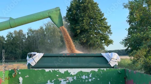The combine harvester discharges grain from its hopper onto a trailer parked at the edge of the field via a long discharge arm. 4k video footage