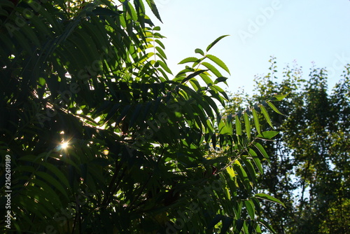 Fotografía a tropical haven in the sun's rays