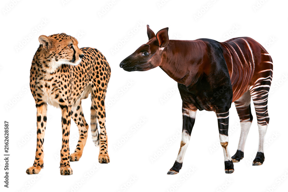 Naklejka premium Cheetah and Okapi animals on white background