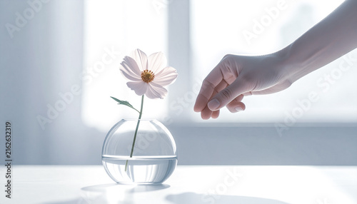 Single Cosmos Flower in a Glass Vase with a Gentle Hand in Soft Natural Light
一輪のコスモスと手元、光を楽しむ静かで丁寧な暮らし