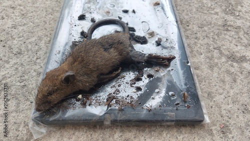 Deceased rodent lying on a reflective surface amidst soil and debris, depicting an unfortunate end