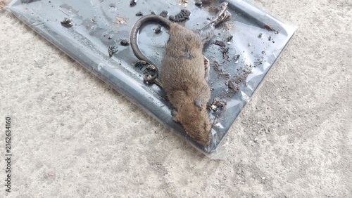 Foto Dead rat caught in sticky glue trap on concrete floor pest control concept