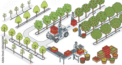 Fruit harvesting and sorting process illustrationFruit harvesting and sorting process illustration