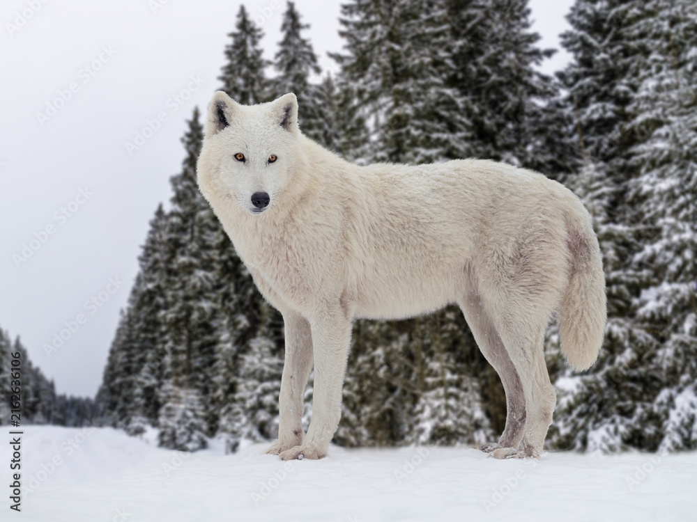 Naklejka premium Majestic white arctic wolf standing in winter snowy pine forest.