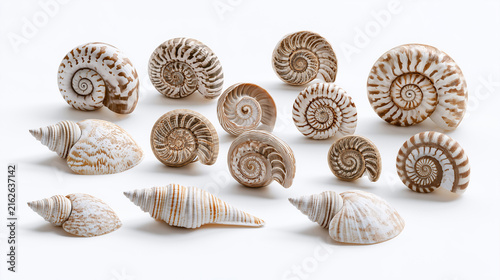 Natural Spiral Shell Collection with Detailed Patterns