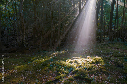 Dramatic beams of sunlight breaking through a dark woodland onto a moss covered forest floor