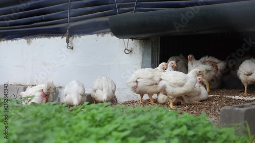 White hens on chicken farm loiter outside door to their chicken coop