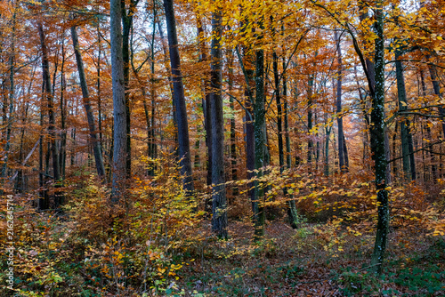 Forêt aux couleurs d'automne