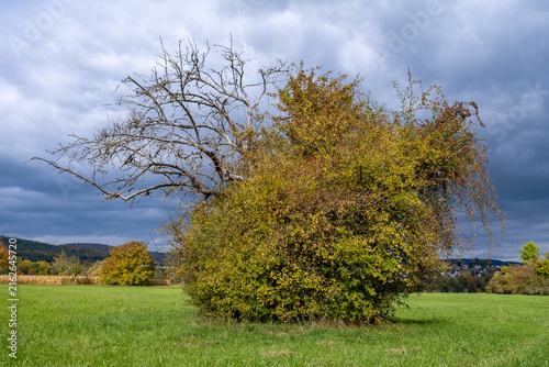 arbre à moitié mort dans un pré