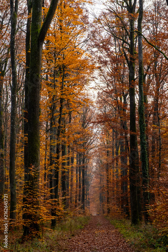 Chemin de forêt en automne