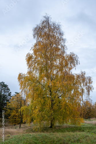 Arbre en automne