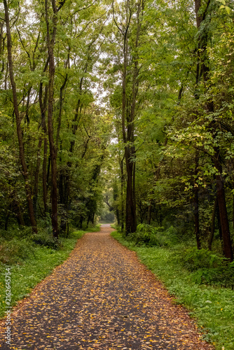 Piste cyclable en automne