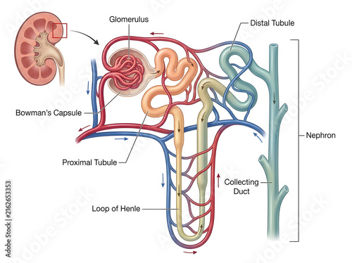 Human kidney nephron diagram with labeled parts isolated on white background