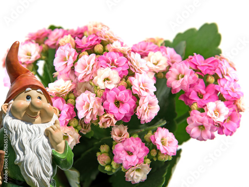 Картината върху платно Flammendes Käthchen,Kalanchoe blossfeldiana,vor weißem Hintergrund