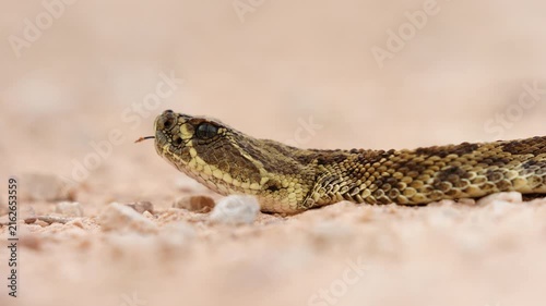 Prairie rattlesnake or Great Plains rattlesnake (Crotalus viridis) tongue flicking sensing danger, a venomous pit viper species native to the western United States, southwestern Canada, and Mexico