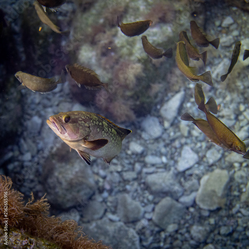 Принти на полотні dusky grouper in a dramtic mix of fishes